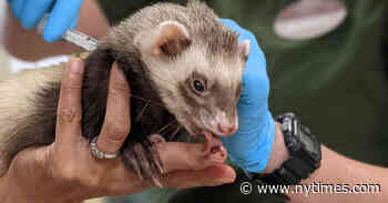 Zoo Animals Are Getting Experimental Coronavirus Vaccines - The New York Times
