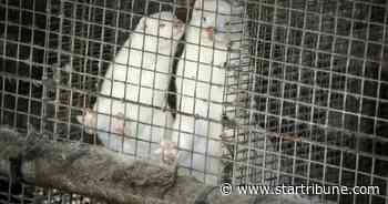 Proposal would ban mink farming to stem coronavirus mutation