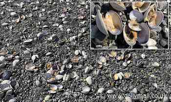 Clams on Washington state beach are being cooked to death by heatwave