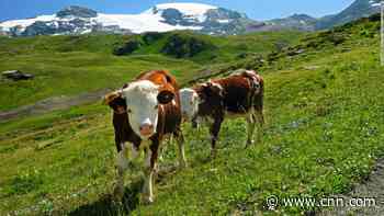 Cows' stomachs can break down hard-to-recycle plastic, study finds