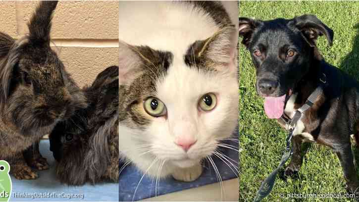 Furry Tails: Coconut, Mango And Bob Are Waiting For Forever Homes