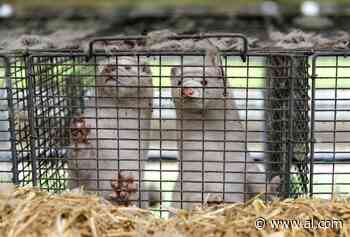 Proposal would ban mink farming in U.S. to stem coronavirus mutation - AL.com