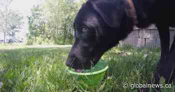 Keeping pets cool during Saskatchewan heat wave: SPCA