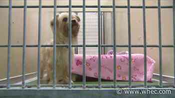 City wants you to keep stray dogs