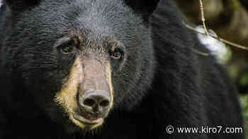 Bruno, wandering bear that walked across several states, dies in Louisiana - KIRO Seattle