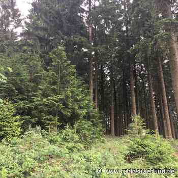 20.000 Bäume für Marsberg - Radio Sauerland