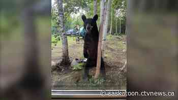 Northern Sask. couple shocked to find bear in their kitchen eating bread and butter