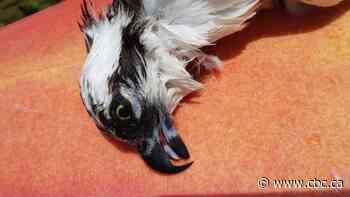 Gruesome images of snared osprey show how deadly discarded fishing lines can be