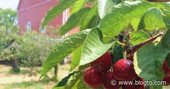 Farm for pick your own cherries is now open near Toronto - blogTO