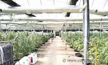 Crime Exceeding limits at Health Canada cannabis grow op lands charges for Markham residents - yorkregion.com