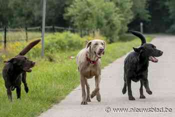 Honden, paarden, varkens, … politie vangt negen dieren per week: “Zeer belastend voor korps”