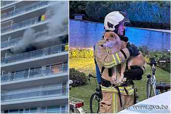 Brand in groot flatgebouw in Hoboken, hond in veiligheid geb... (Hoboken) - Gazet van Antwerpen