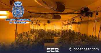 Desmanteladas doce plantaciones de marihuana en Linares - Cadena SER