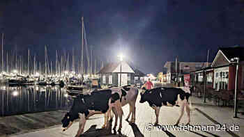 Erneut ausgebüxt: Graswarder-Kühe in Heiligenhafen liefen zum Jachthafen - fehmarn24.de