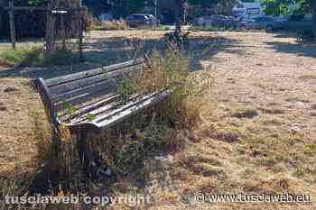 "Parco di piazzale dei Buccheri, erba tagliata in maniera pietosa" - Tuscia Web
