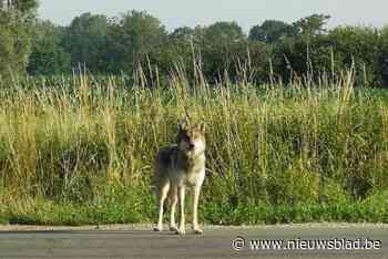 Wolf of wolfshond? Het geheim zit in de staart