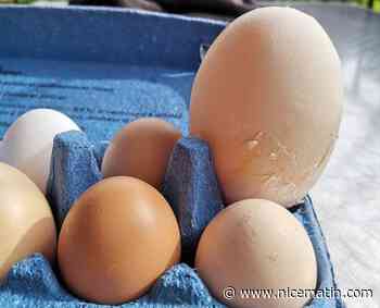 Une poule pond un œuf géant de 229 grammes à Tourrette-Levens