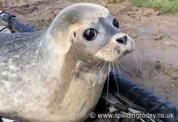 RSPCA rush to rescue seal pup - Spalding Today