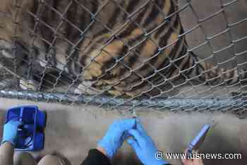 Big Cats, Bears, Ferrets Get COVID-19 Vaccine at Oakland Zoo