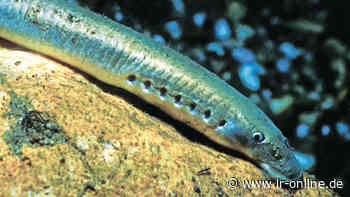 Bauarbeiten in Guben: Stopp für Gubener Brückenneubau - Zeitplan gerät in Gefahr - Lausitzer Rundschau