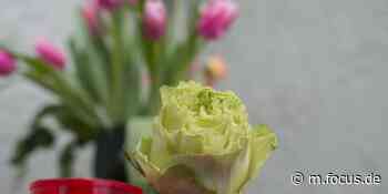 Bahnunglück in Bad Aibling: Familienväter und engagierte Helfer: Das sind die Todesopfer der Zugkatastrophe - FOCUS Online