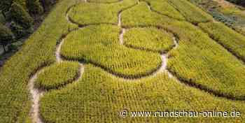 Rhein-Sieg-Kreis: Das Maislabyrinth in Lohmar ist bald wieder geöffnet - Kölnische Rundschau
