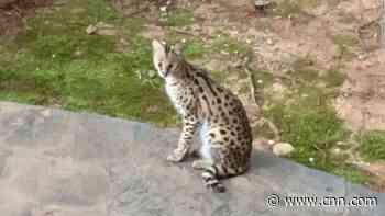Atlanta woman wakes up to find a wild African cat on her bed