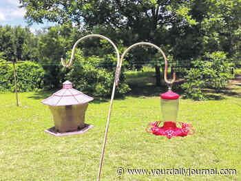JA Bolton | The story of the little hummingbird - Richmond County Daily Journal