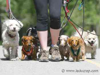 Howell: Man's best friend - Leduc Representative