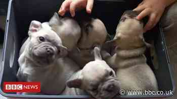 Euxton stolen puppies retrieved after police stop car