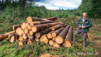 Klimawandel in Ulm: Alarm im Wald: Käfer und Pilzkrankheiten setzen den Bäumen zu – doch es gibt Hoffnung - SWP
