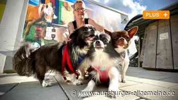 Warum 20 kleine Hunde fast ein Jahr lang im Ulmer Tierheim festsaßen - Augsburger Allgemeine