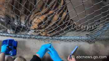 Big cats, bears, ferrets get COVID-19 vaccine at Oakland Zoo