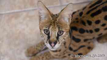 Search underway for exotic cat that appeared in woman's bedroom