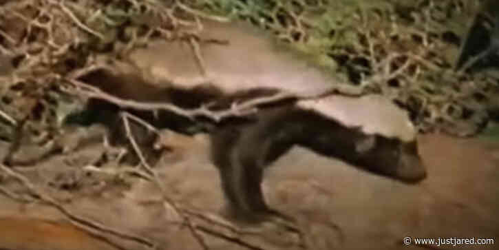 Creator of Viral 'Honey Badger Don't Care' Auctioned Video as an NFT to Honor His Friend Who Died