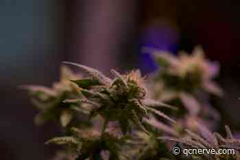 5 Things To Know: Medical Marijuana Clears Major Hurdle in NC Senate - qcnerve.com