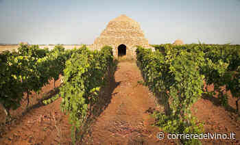 Degustazioni Dop tra i sentieri del Primitivo di Manduria - Corriere del Vino