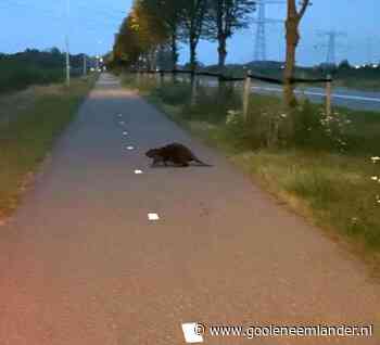 'Eindelijk!' Bever gespot bij Maxis Muiden; Knagende burchtenbouwers steeds vaker gezien in waterrijk deel van het Gooi - De Gooi- en Eemlander