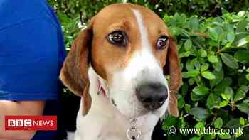 How dogs are helping the Surfside rescue effort