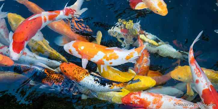 A koi fish seller says business is booming, thanks to his careful attention to detail. He sometimes visits 20 breeders a day to source fish that can sell for thousands.