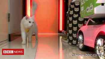 The cat with more than 50,000 social media followers