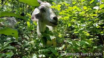 'Buckthorn-chomping goats' come to Lebanon Hills Regional Park