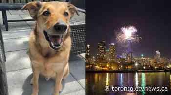 Toronto man reunited with emotional support dog spooked by Canada Day fireworks