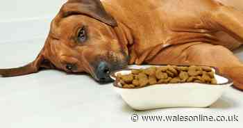 Risk to human health as dog food recalled due to salmonella - Wales Online