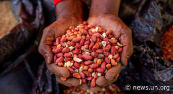 FROM THE FIELD: 4.4 million Nigerians facing 'catastrophic food conditions' - UN News