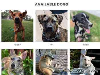 Toronto rescue group looks to save dogs from streets of Costa Rica - Toronto Sun
