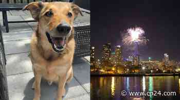 Toronto man reunited with emotional support dog spooked by Canada Day fireworks - CP24 Toronto's Breaking News