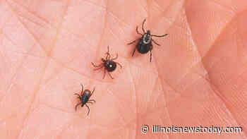 Rare tick-borne disease reported in Maine, Rhode Island – CBS Boston - Illinoisnewstoday.com