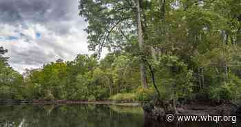 Coastal Land Trust purchases "ecologically significant” floodplain forest near Navassa - WHQR