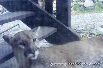 FOREST INK: Cougar alarm clock – Quesnel Cariboo Observer - Quesnel - Cariboo Observer